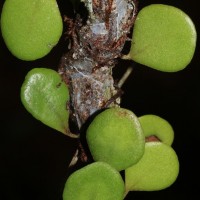 Pyrrosia heterophylla  (L.) M.G.Price